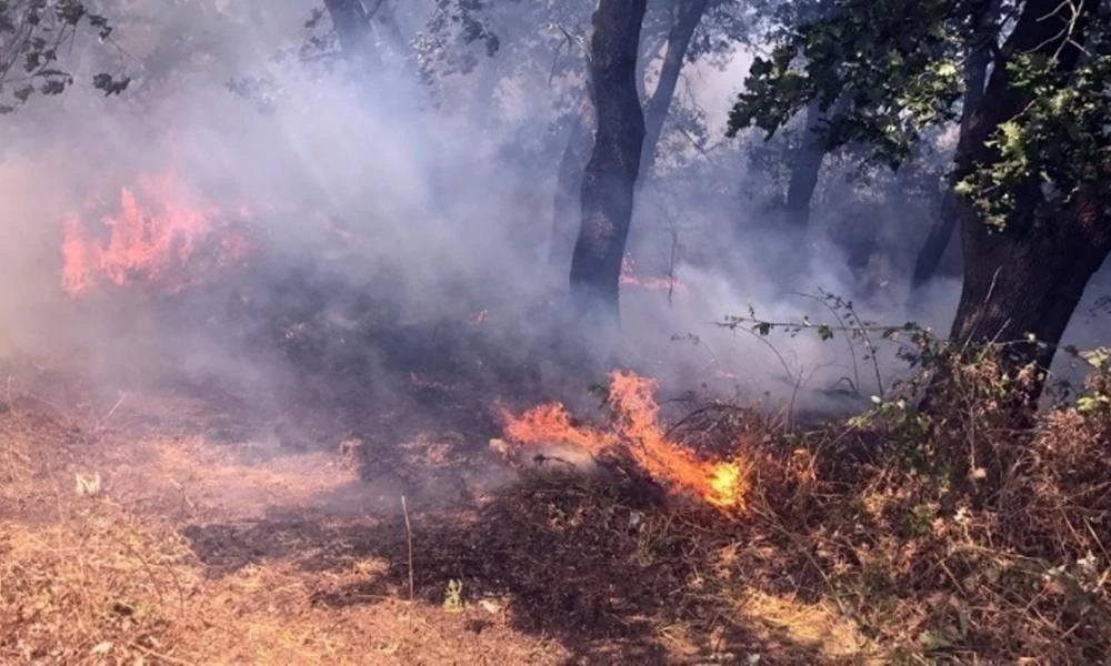 Συνολικά εκδηλώθηκαν 63 πυρκαγιές το τελευταίο 24ωρο σε όλη την Ελλάδα